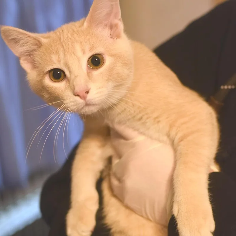 A baby medium-sized male Buff / Tan / Fawn Domestic Short Hair cat named Jersey Mike for adoption in Belleville, IL