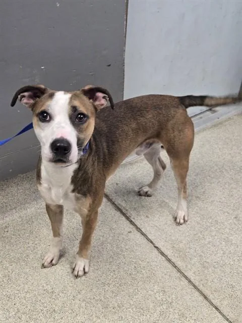 A young medium-sized male American Staffordshire Terrier dog named Duke for adoption in Tallahassee, FL