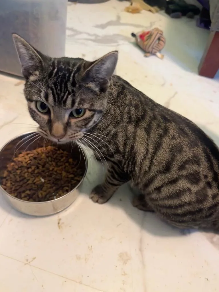 A baby medium-sized female Domestic Short Hair cat named Laken for adoption in Mountain Home, AR