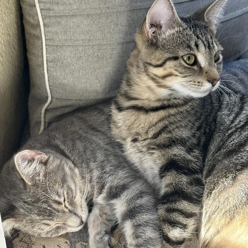 A young medium-sized female Gray / Blue / Silver Domestic Short Hair cat named Winnie for adoption in Washington Township, OH