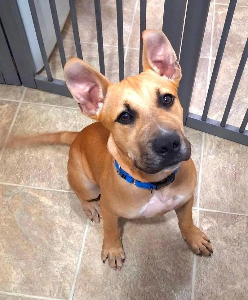 A baby medium-sized male Terrier dog named Scrappy for adoption in Albany, NY