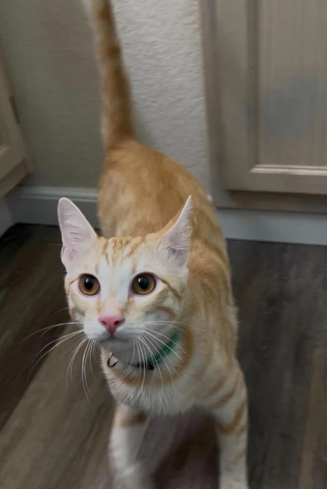 A baby medium-sized male Tabby (Orange / Red) Domestic Short Hair cat named Batman for adoption in Tucson, AZ