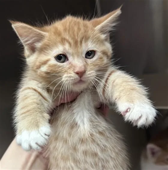 A baby small-sized female Domestic Short Hair cat named Mango for adoption in Olathe, KS