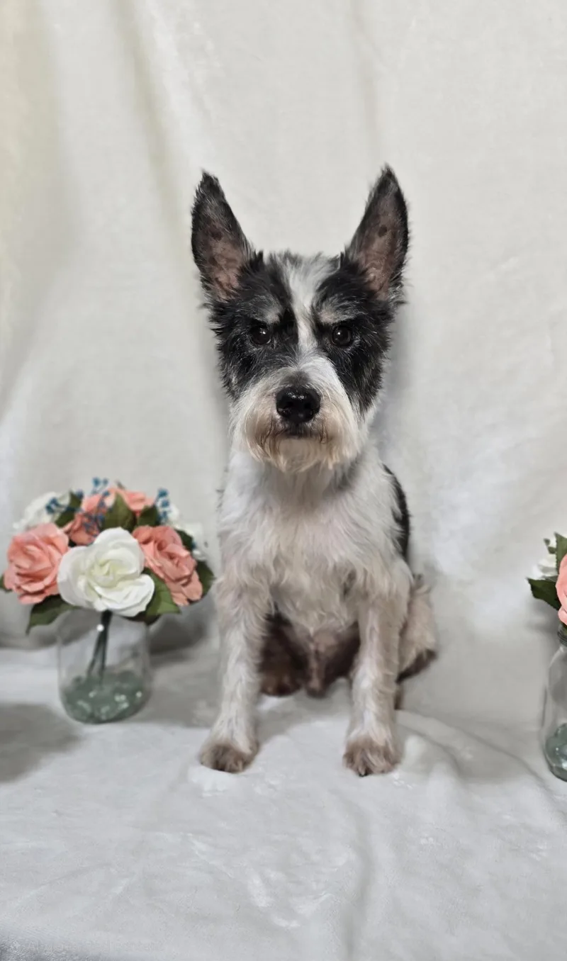 A senior small-sized male Bicolor Miniature Schnauzer dog named George for adoption in Broken Arrow, OK