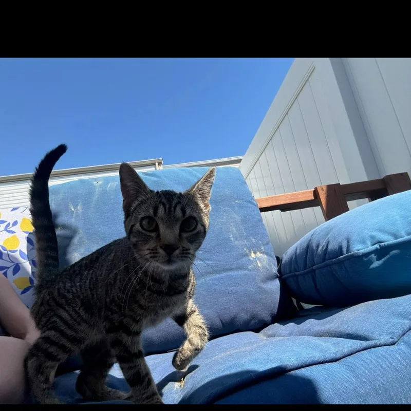 A young small-sized female Brown / Chocolate Domestic Short Hair cat named Lemon for adoption in Pasadena , MD