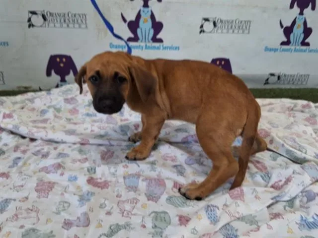 A baby small-sized female Pit Bull Terrier dog named Eve for adoption in Orlando, FL