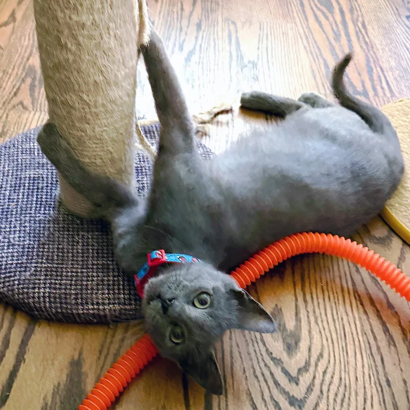 Tokyo Purrfectsushiroll thumbnail 2