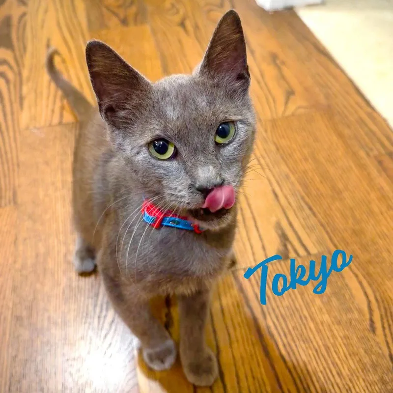 A baby medium-sized male Russian Blue cat named Tokyo Purrfectsushiroll for adoption in Houston, TX