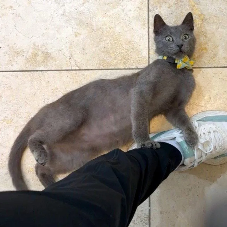 Tokyo Purrfectsushiroll thumbnail 3