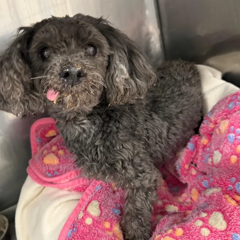A senior small-sized female Gray / Blue / Silver Miniature Poodle dog named Reesey for adoption in Lake Panasoffkee, FL