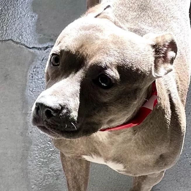 Handsome A thumbnail 3