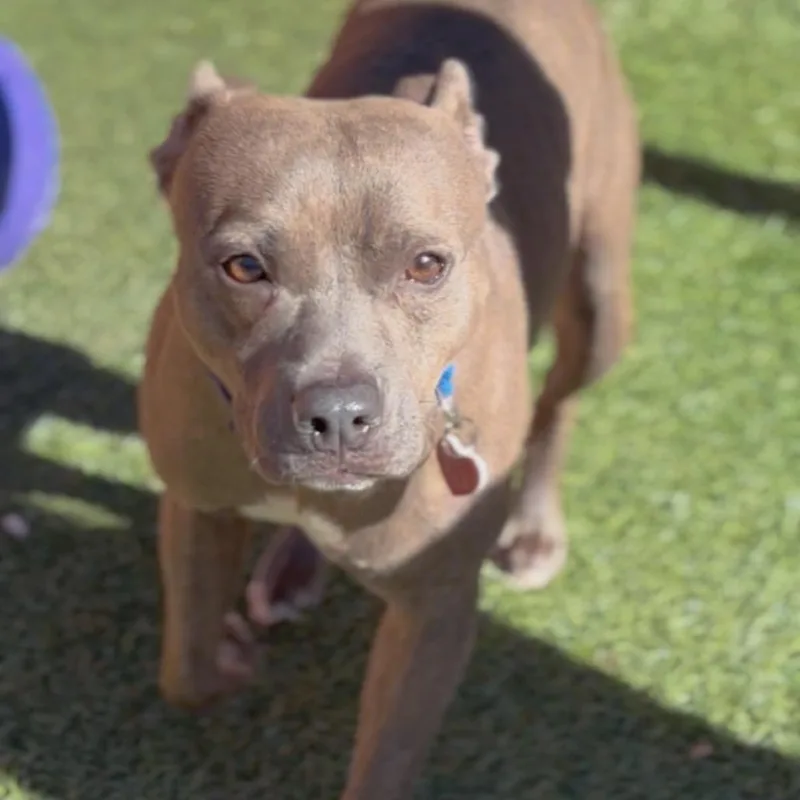 Handsome A thumbnail 4