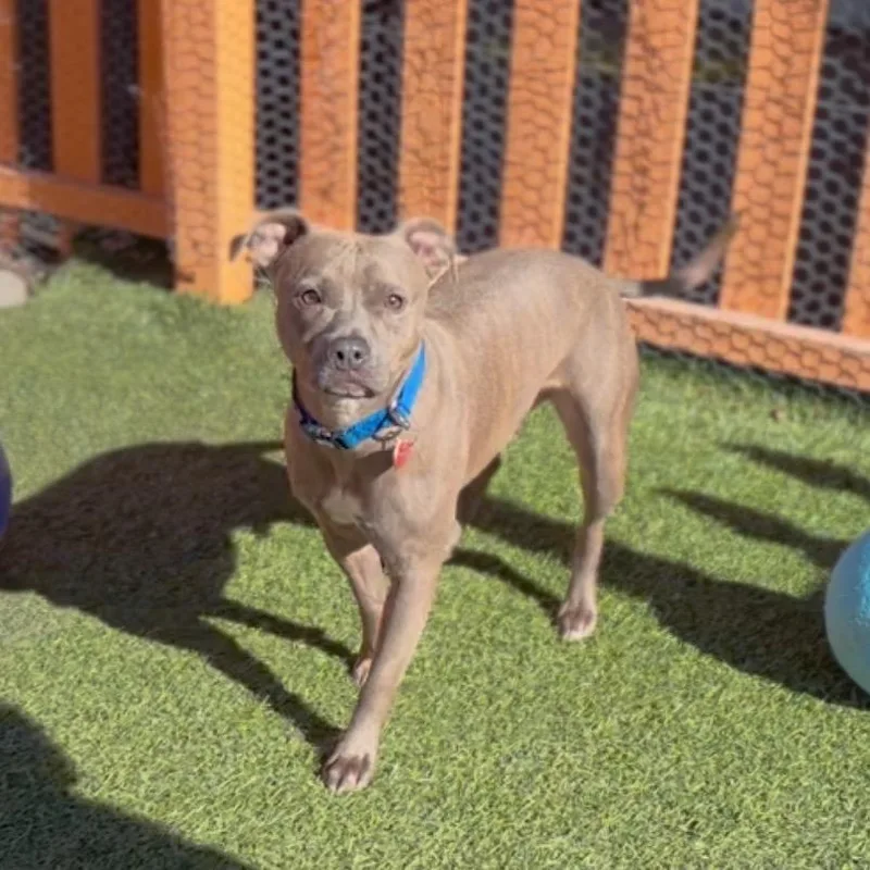 Handsome A thumbnail 5