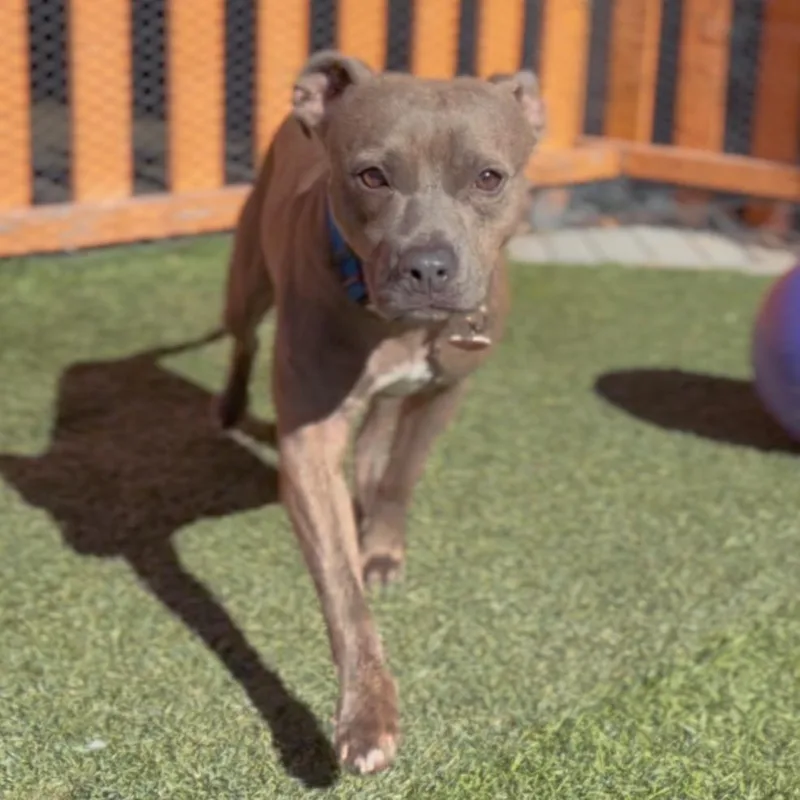 Handsome A thumbnail 6