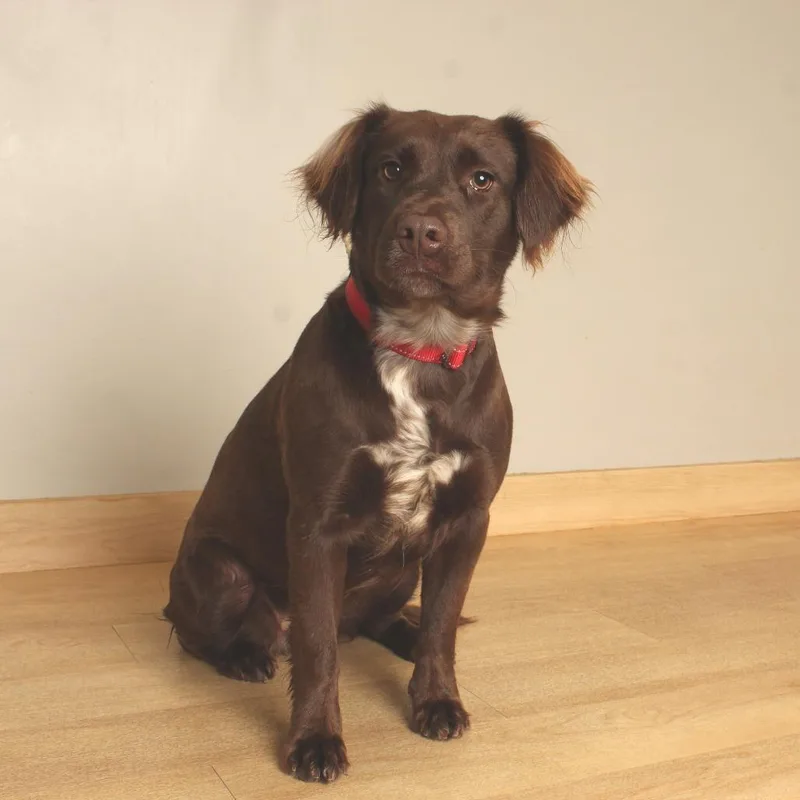 A young medium-sized female Brown / Chocolate Chocolate Labrador Retriever dog named Bubbles D for adoption in Minnetonka, MN