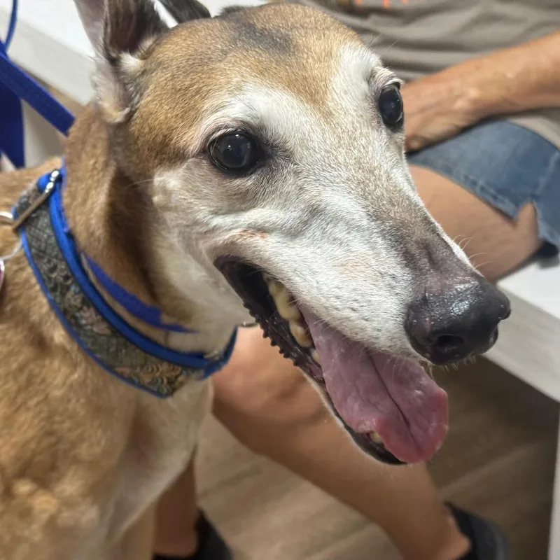 A senior large-sized female Greyhound dog named Lily for adoption in Pensacola, FL