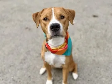 A young large-sized male Bicolor Mixed Breed dog named Beaux for adoption in Vassalboro, ME