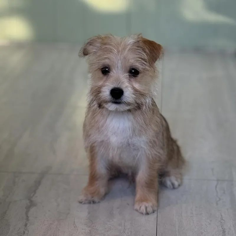 A baby small-sized male Chihuahua dog named Kuzco for adoption in China Township, MI