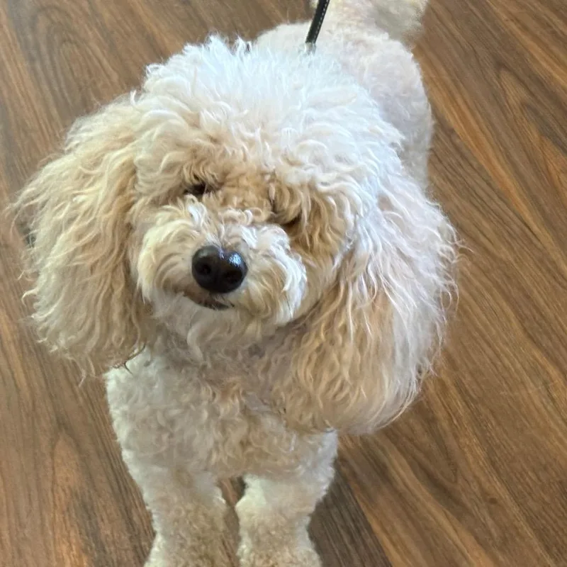 An adult medium-sized male White / Cream Poodle dog named Shalom for adoption in LOXAHATCHEE, FL