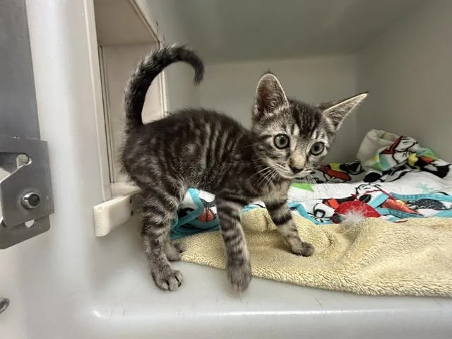 A baby small-sized female Domestic Short Hair cat named Sabrina Carpenter for adoption in Salinas, CA