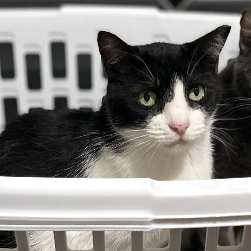 A senior small-sized female Black Domestic Short Hair cat named Katie for adoption in Los Angeles, CA