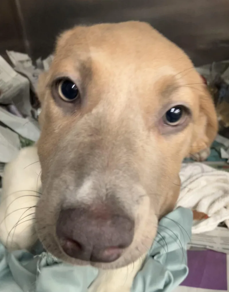 A baby medium-sized female Yellow / Tan / Blond / Fawn Mixed Breed dog named Posy for adoption in Parma, OH