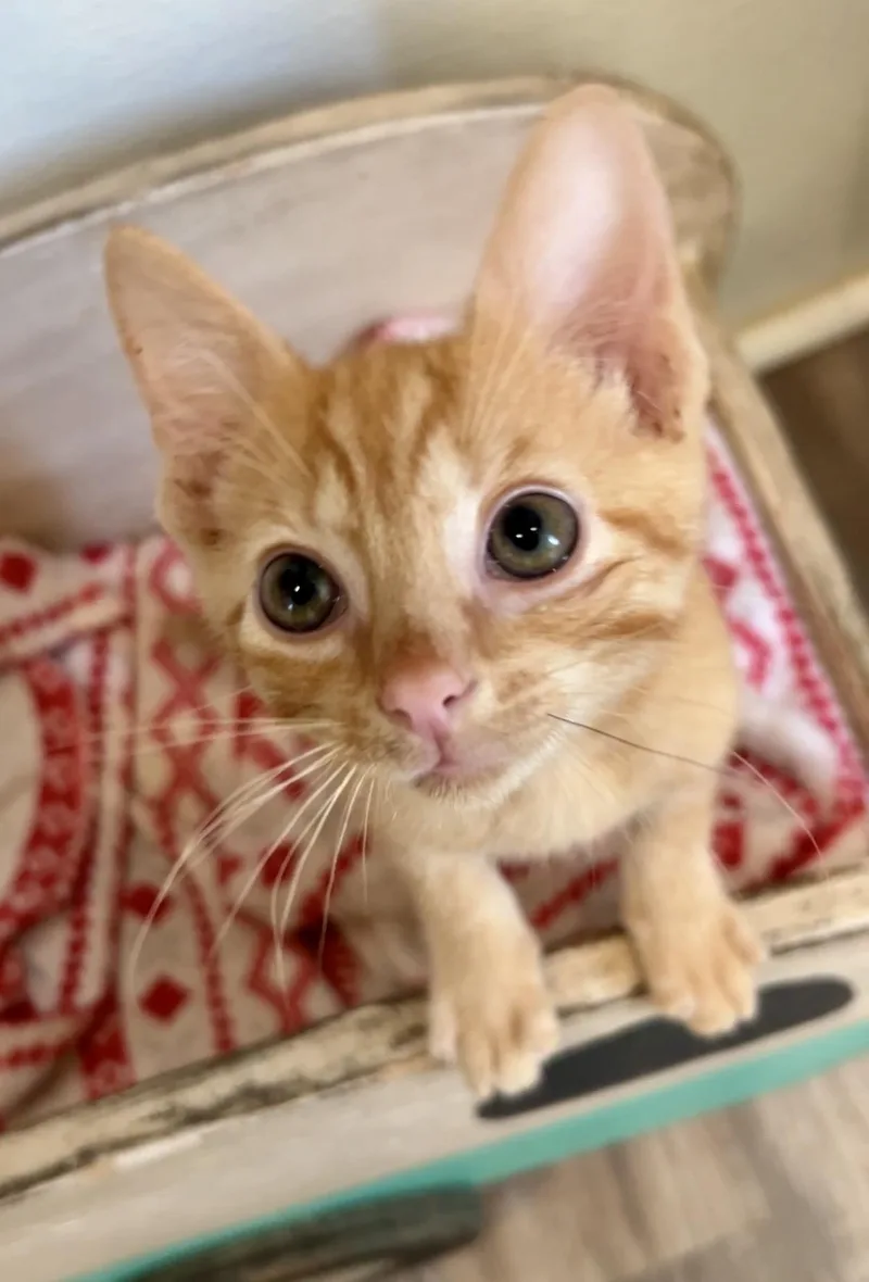A baby medium-sized male Orange / Red Domestic Short Hair cat named Seamus for adoption in Nashville, TN