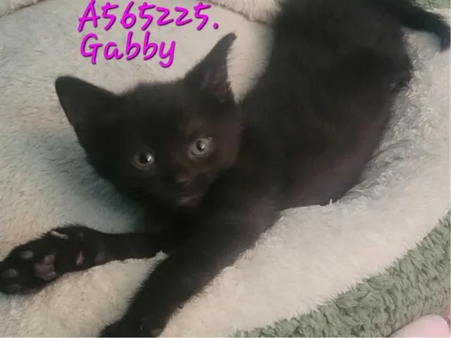 A baby small-sized female Domestic Short Hair cat named Gabby for adoption in Fort Wayne, IN