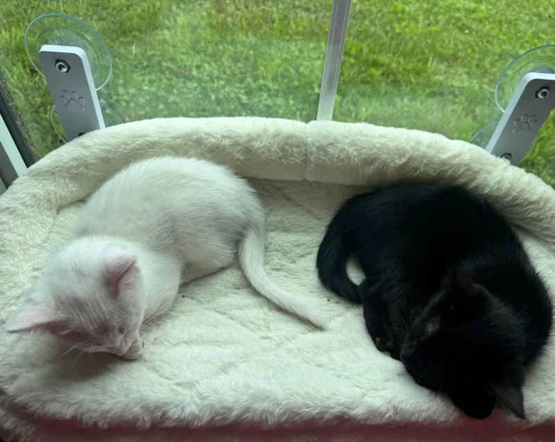 A baby small-sized female White Domestic Short Hair cat named Matilda for adoption in Winchester, KY