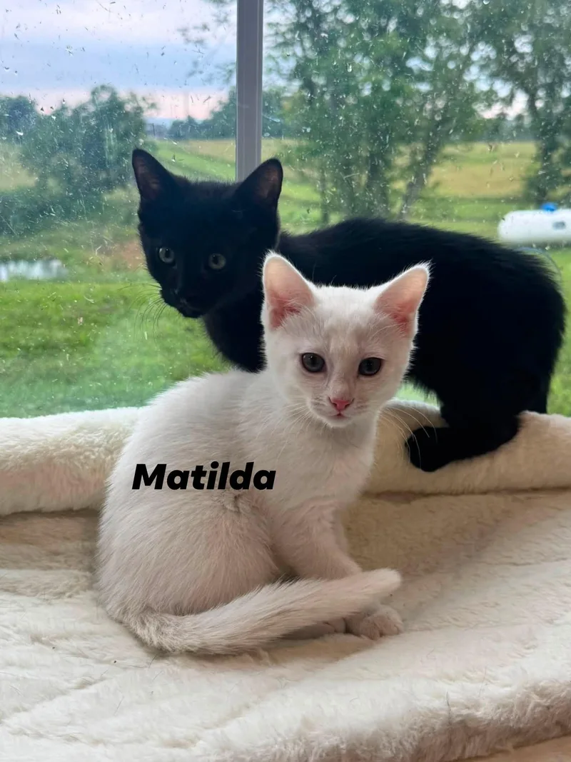 Matilda thumbnail 3