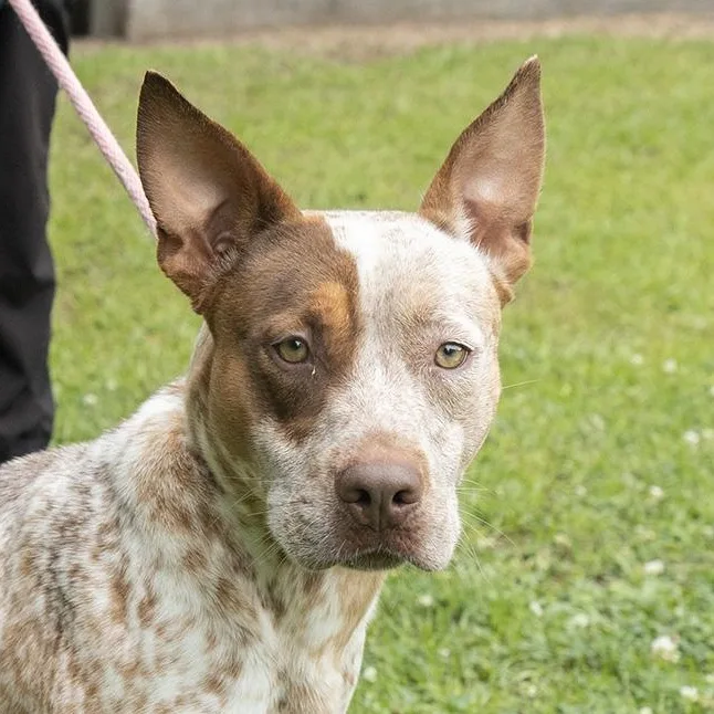 A young medium-sized male White / Cream Pointer dog named Phillip for adoption in Slidell, LA