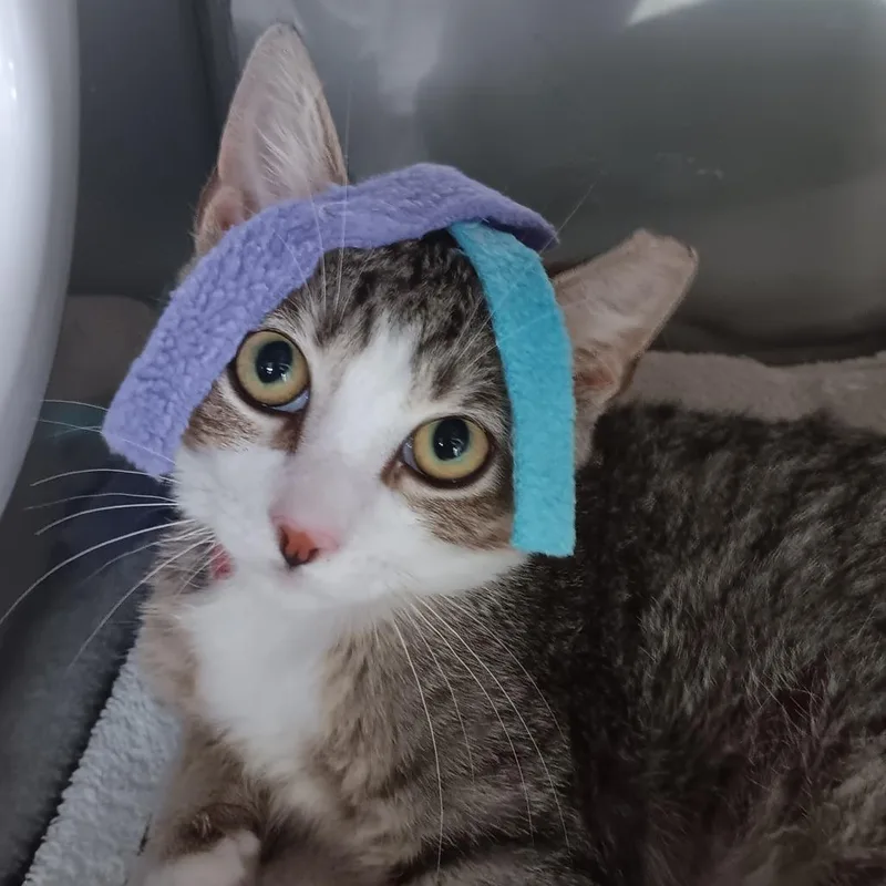A young medium-sized male Domestic Short Hair cat named Princeton for adoption in Jupiter, FL