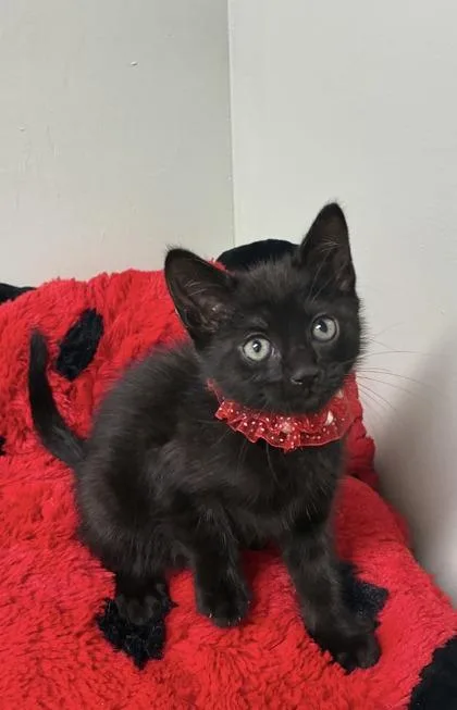 A baby medium-sized female Domestic Short Hair cat named Ebony for adoption in Picayune, MS