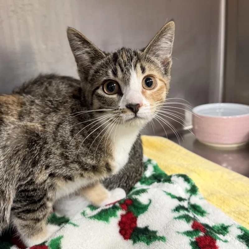 A baby small-sized female Gray / Blue / Silver Domestic Short Hair cat named Thimble for adoption in Pensacola, FL