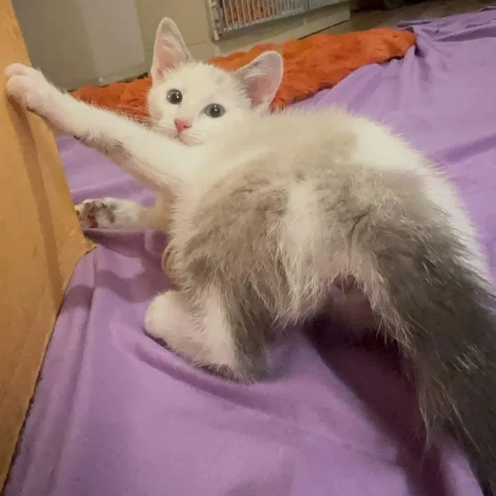 A baby small-sized female White Domestic Short Hair cat named Isabella for adoption in Woodstock, VA