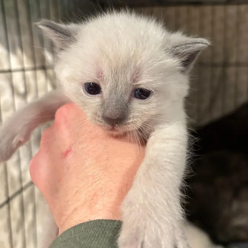 A baby small-sized female White Domestic Short Hair cat named Atwood for adoption in Monroe, MI