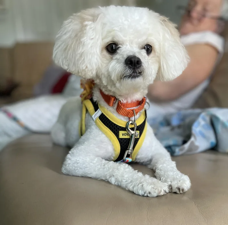 An adult small-sized female Bichon Frise dog named Nena for adoption in Mahwah, NJ