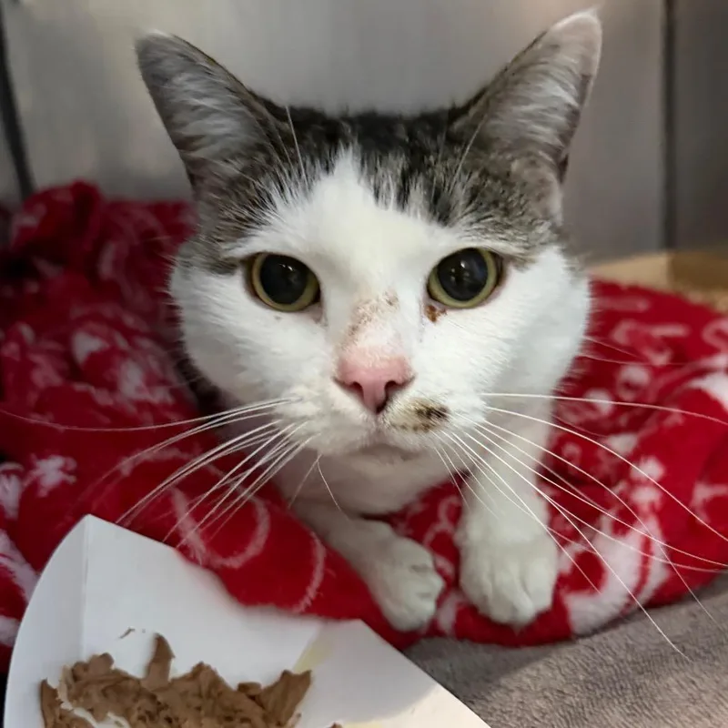 An adult large-sized female White Domestic Short Hair cat named Rosie for adoption in Troy, VA