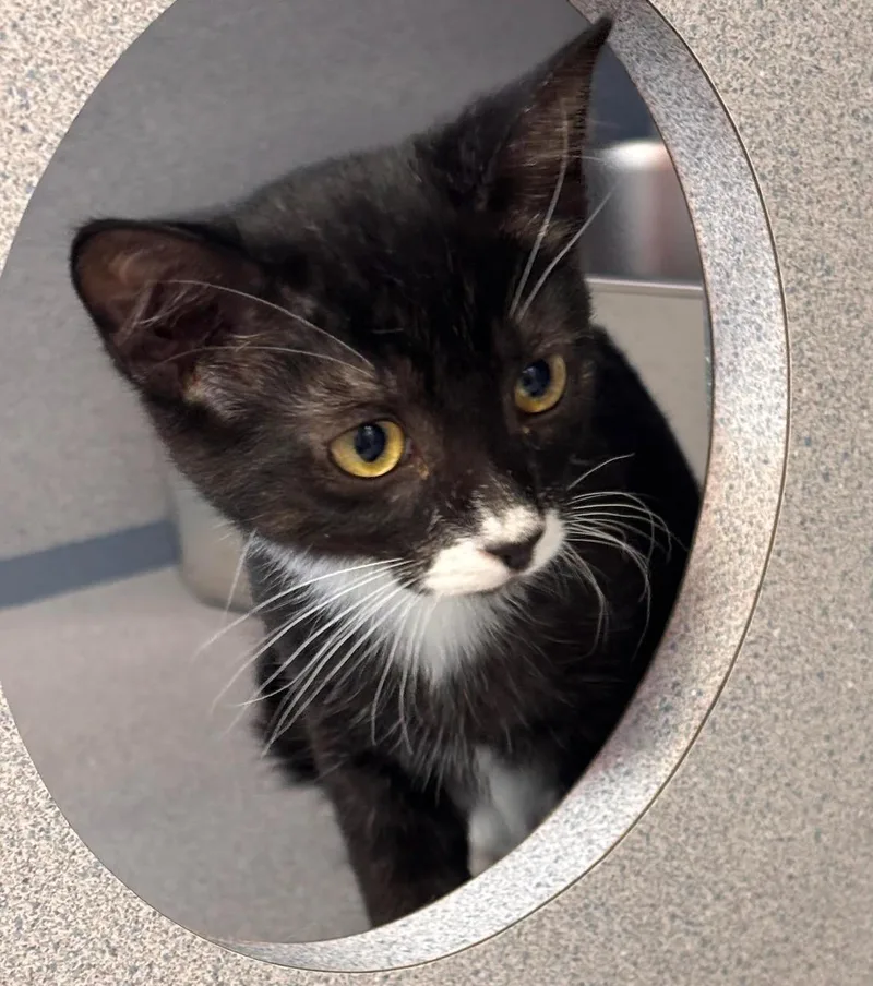 A baby medium-sized female Black & White / Tuxedo Domestic Short Hair cat named Dahlin for adoption in Batavia, NY