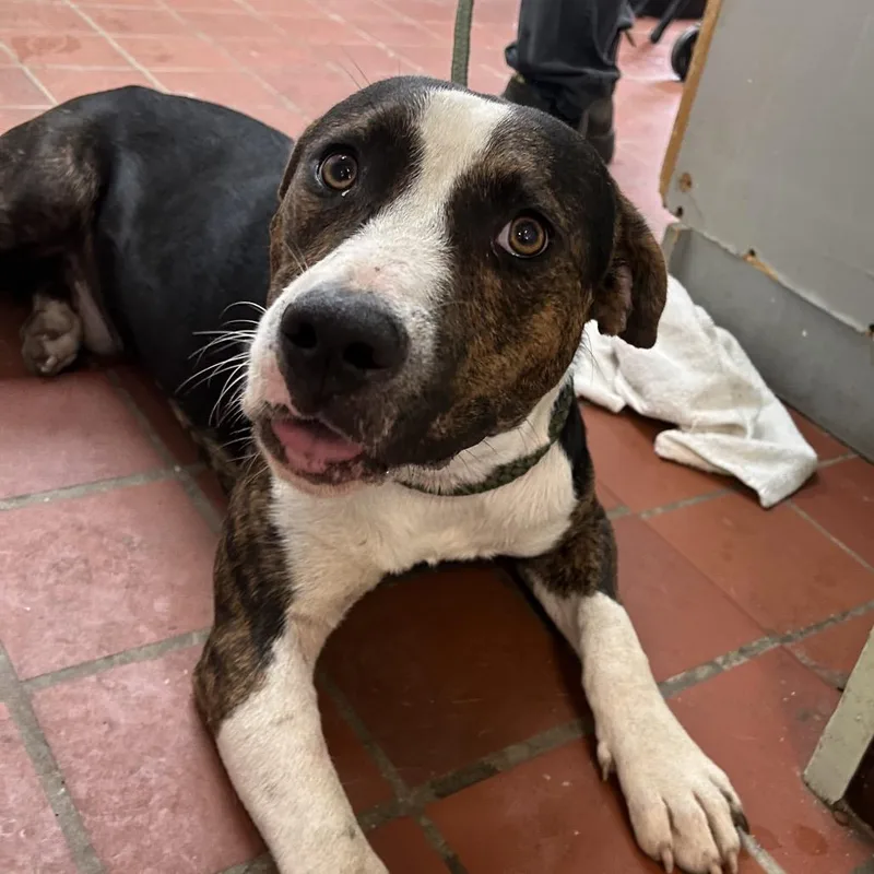 A young medium-sized male Black Pit Bull Terrier dog named Riley for adoption in West Point, MS