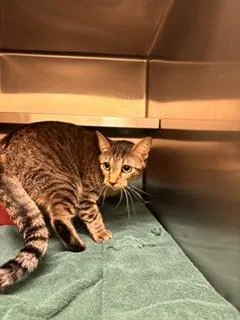 A young medium-sized female Domestic Short Hair cat named Hobby for adoption in Lees Summit, MO