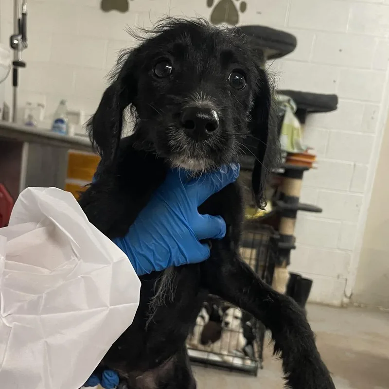 A baby small-sized female Black Terrier dog named Harlow for adoption in Edinburg, TX