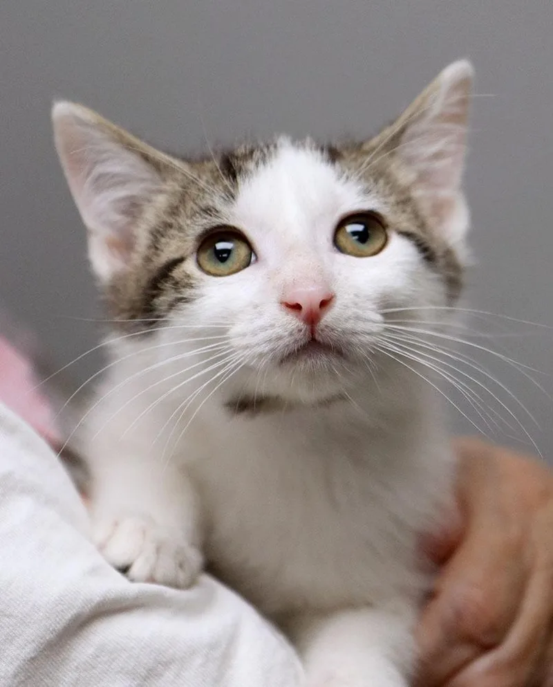 A baby medium-sized male Tabby (Gray / Blue / Silver) Domestic Short Hair cat named Jeff for adoption in Kansas City, KS