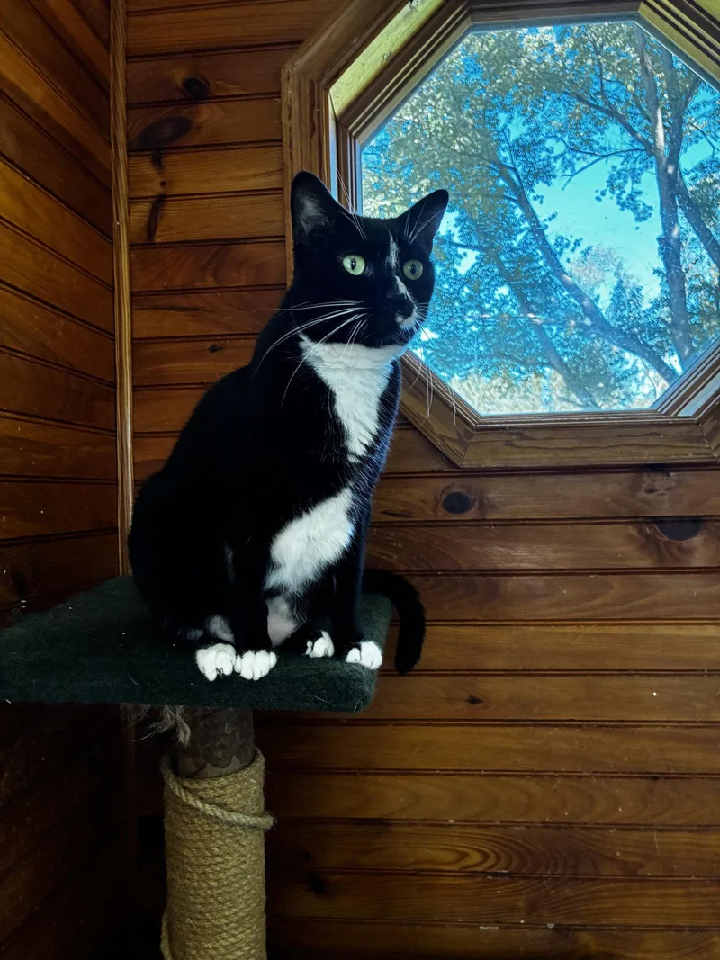 An adult medium-sized female Black & White / Tuxedo Domestic Short Hair cat named Stardust for adoption in Stewartsville, NJ