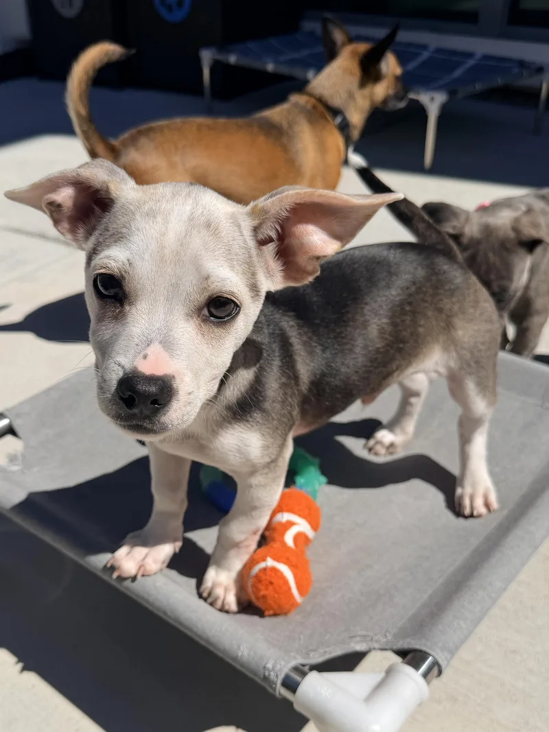 A baby small-sized male Tricolor (Brown, Black, & White) Chihuahua dog named Kenzo for adoption in Lafayette, CA