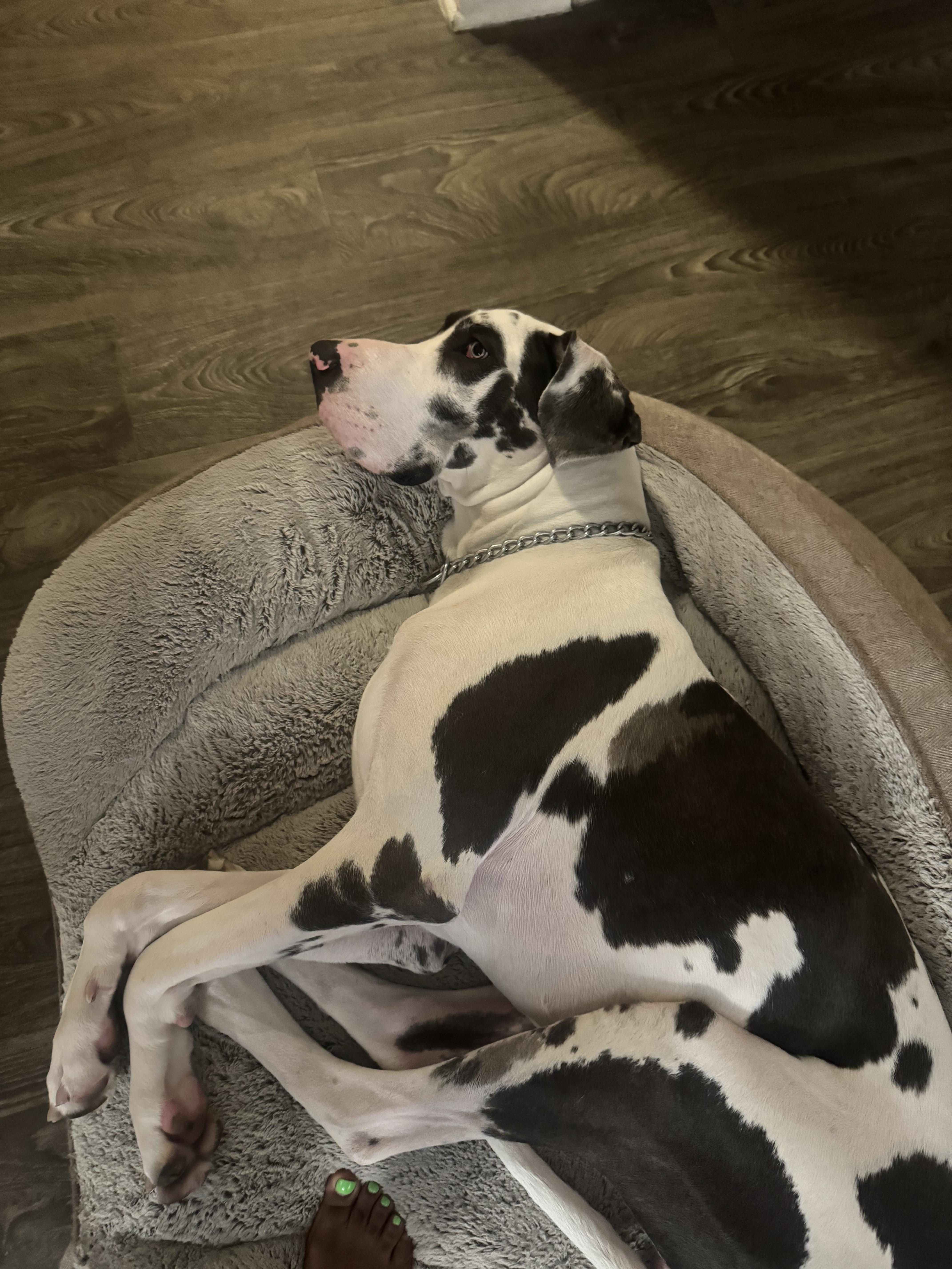 A young extra large-sized male Great Dane dog named Drake for adoption in Long Beach, CA