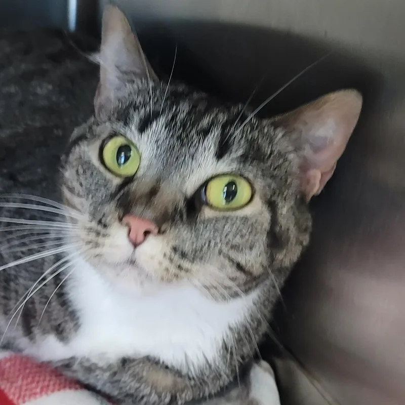 An adult medium-sized female Black Domestic Short Hair cat named Winnie for adoption in La Grange, KY