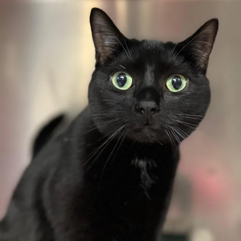 An adult large-sized male Black Domestic Short Hair cat named Marvin for adoption in West Olive, MI