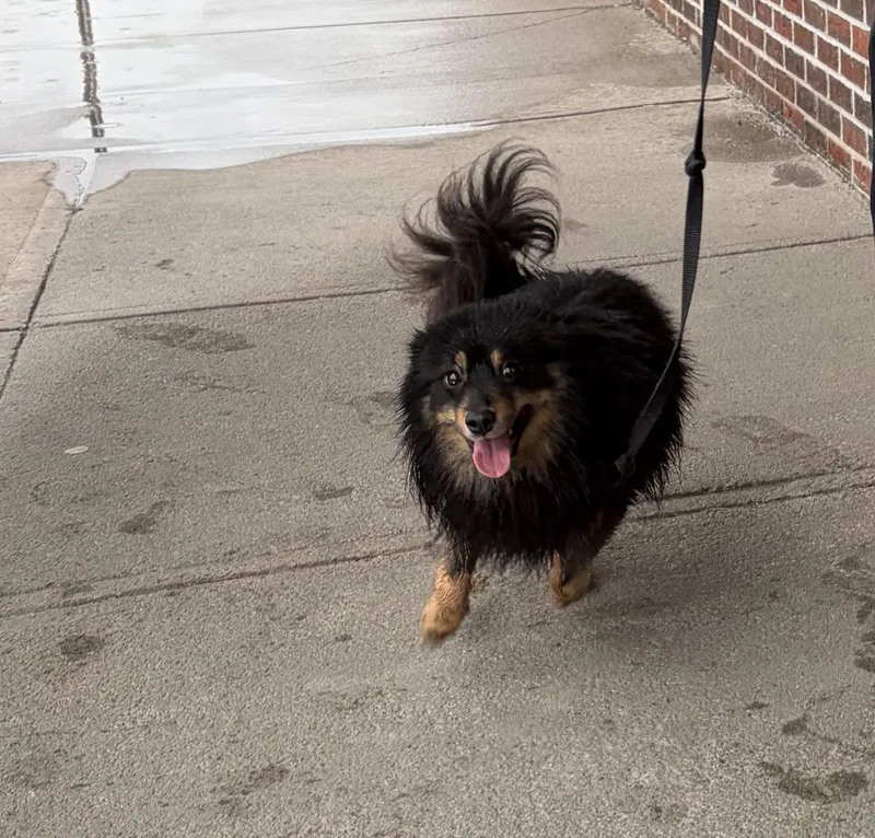 An adult small-sized male Black Pomsky dog named Scout for adoption in Rensselaer, NY