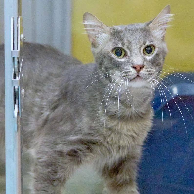 An adult medium-sized male Domestic Short Hair cat named Winter for adoption in Memphis, TN